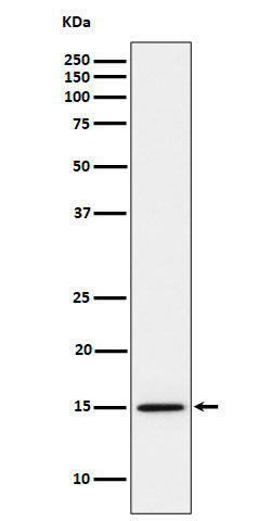 Anti-Histone H3 (mono methyl K14) Rabbit Monoclonal Antibody Boster Bio