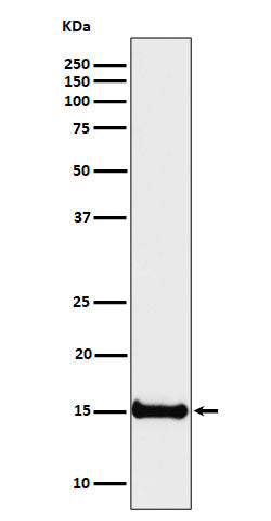 Anti-Histone H3 (di methyl K4) Rabbit Monoclonal Antibody Boster Bio