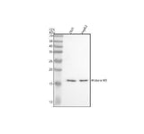 Anti-Histone H3 (acetyl K9) Rabbit Monoclonal Antibody Boster Bio