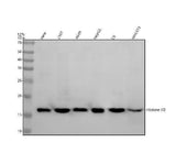 Anti-Histone H3 (mono methyl R17) HIST1H3A Rabbit Monoclonal Antibody Boster Bio