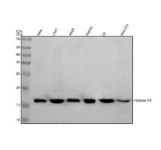 Anti-Histone H3 (mono methyl R17) HIST1H3A Rabbit Monoclonal Antibody Boster Bio