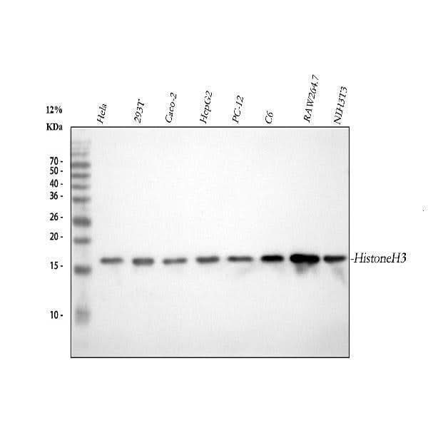 Anti-Histone H3 (mono methyl K18) HIST1H3A Rabbit Monoclonal Antibody Boster Bio