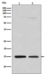 Anti-Histone H3 (mono methyl R128) HIST1H3A Rabbit Monoclonal Antibody Boster Bio