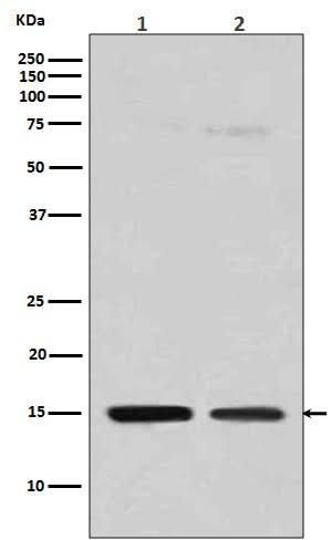 Anti-Histone H3 (mono methyl R128) HIST1H3A Rabbit Monoclonal Antibody Boster Bio