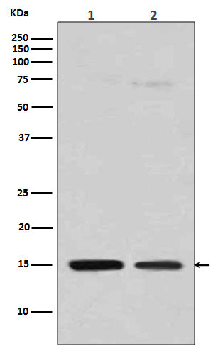 Anti-Histone H3 (mono methyl R128) HIST1H3A Rabbit Monoclonal Antibody Boster Bio