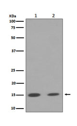 Anti-Histone H3 (mono+di+tri methyl K79) HIST1H3A Rabbit Monoclonal Antibody Boster Bio