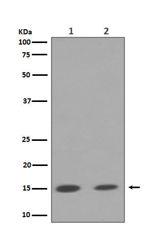 Anti-Histone H3 (mono+di+tri methyl K79) HIST1H3A Rabbit Monoclonal Antibody Boster Bio