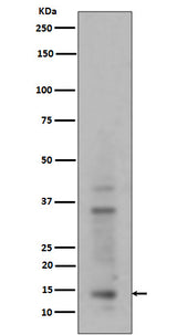 Anti-Histone H3 (mono+di+tri methyl K14) HIST1H3A Rabbit Monoclonal Antibody Boster Bio
