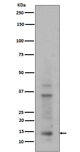 Anti-Histone H3 (mono+di+tri methyl K14) HIST1H3A Rabbit Monoclonal Antibody Boster Bio