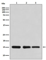 Anti-Histone H3 HIST1H3A Rabbit Monoclonal Antibody Boster Bio