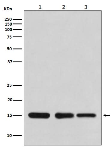 Anti-Histone H3 HIST1H3A Rabbit Monoclonal Antibody Boster Bio
