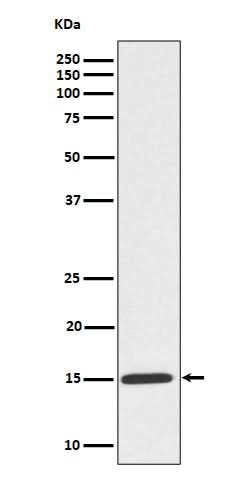 Anti-Phospho-Histone H3 (S10) Rabbit Monoclonal Antibody Boster Bio
