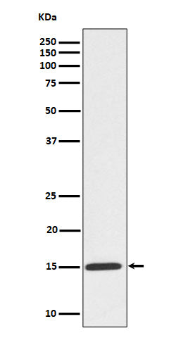 Anti-Phospho-Histone H3 (S10) Rabbit Monoclonal Antibody Boster Bio