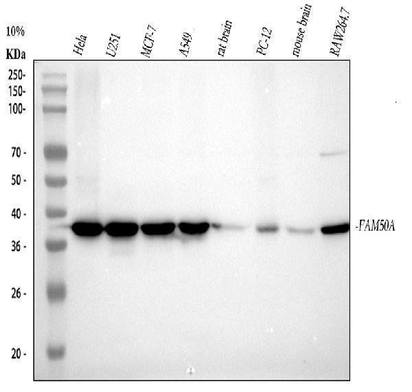 Anti-FAM50A Rabbit Monoclonal Antibody Boster Bio