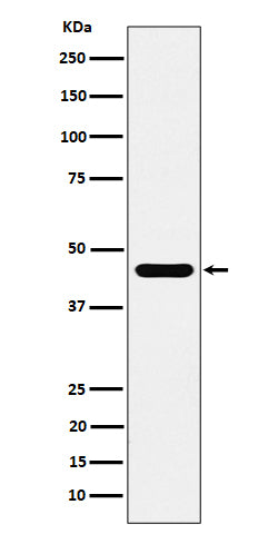 Anti-ACTR1B Rabbit Monoclonal Antibody Boster Bio