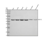 Anti-DCAF13 Rabbit Monoclonal Antibody Boster Bio