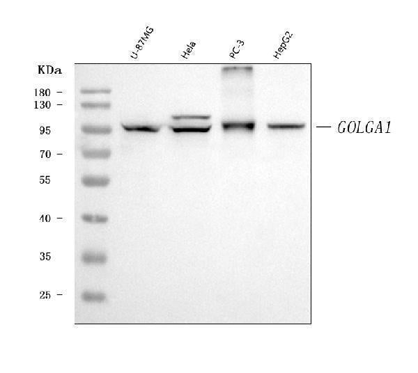 Anti-Golgin 97/GOLGA1 Antibody Picoband® (monoclonal, 8E4H1 Boster Bio