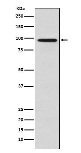 Anti-Golgin 97 GOLGA1 Monoclonal Antibody Boster Bio