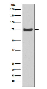 Anti-HSPA12A Rabbit Monoclonal Antibody Boster Bio