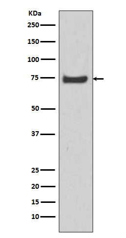 Anti-HSPA12A Rabbit Monoclonal Antibody Boster Bio
