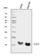 Anti-GNG4 Antibody Picoband® (monoclonal, 7B6 Boster Bio