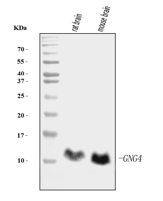 Anti-GNG4 Antibody Picoband® (monoclonal, 7B6 Boster Bio