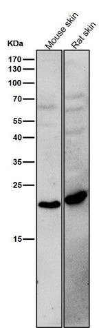 Anti-BCL2L15 Rabbit Monoclonal Antibody Boster Bio