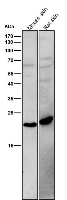 Anti-BCL2L15 Rabbit Monoclonal Antibody Boster Bio