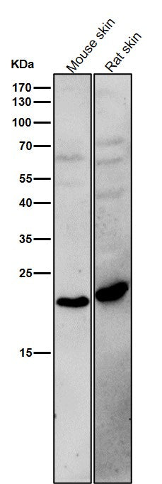 Anti-BCL2L15 Rabbit Monoclonal Antibody Boster Bio