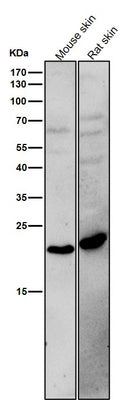 Anti-BCL2L15 Rabbit Monoclonal Antibody Boster Bio