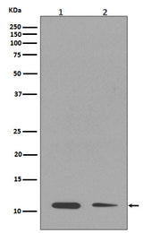 Anti-Histone H4 (mono methyl K16) HIST1H4A Rabbit Monoclonal Antibody Boster Bio