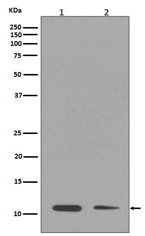 Anti-Histone H4 (mono methyl K16) HIST1H4A Rabbit Monoclonal Antibody Boster Bio