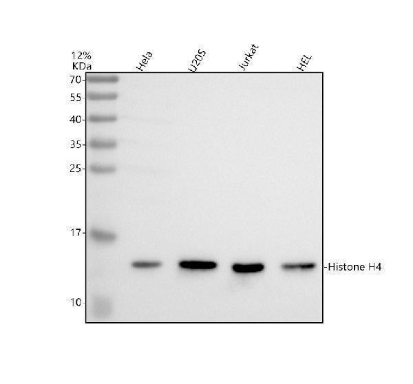 Anti-Histone H4 (acetyl K16) HIST1H4A Monoclonal Antibody Boster Bio