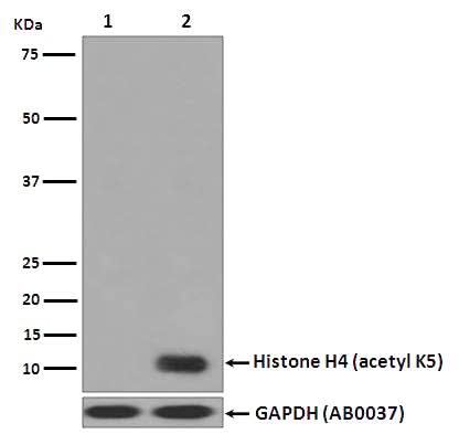 Anti-Histone H4 (acetyl K5) HIST1H4A Monoclonal Antibody Boster Bio