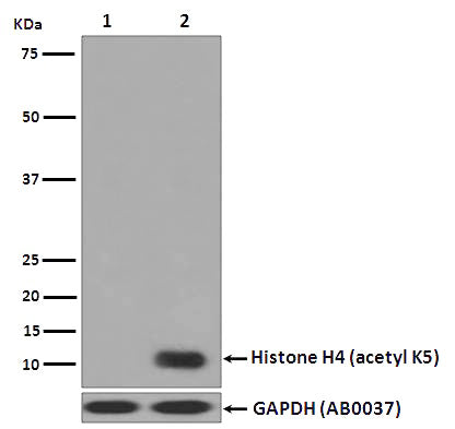 Anti-Histone H4 (acetyl K5) HIST1H4A Monoclonal Antibody Boster Bio
