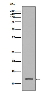 Anti-Histone H4 (tri methyl K20) HIST1H4A Rabbit Monoclonal Antibody Boster Bio