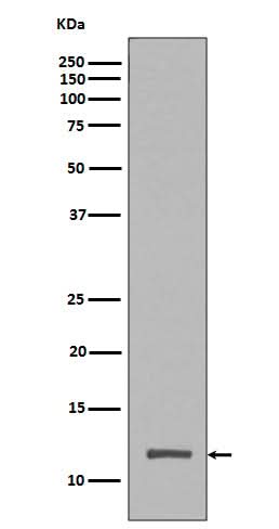 Anti-Histone H4 (tri methyl K20) HIST1H4A Rabbit Monoclonal Antibody Boster Bio