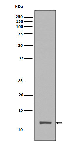 Anti-Histone H4 (tri methyl K20) HIST1H4A Rabbit Monoclonal Antibody Boster Bio