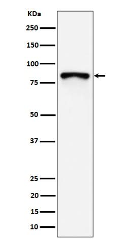 Anti-MS4A14 Rabbit Monoclonal Antibody Boster Bio