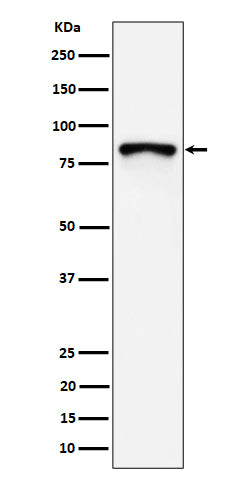Anti-MS4A14 Rabbit Monoclonal Antibody Boster Bio