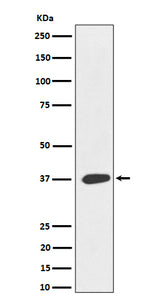 Anti-MAS1L Rabbit Monoclonal Antibody Boster Bio
