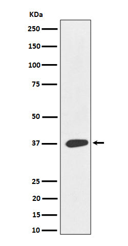Anti-MAS1L Rabbit Monoclonal Antibody Boster Bio
