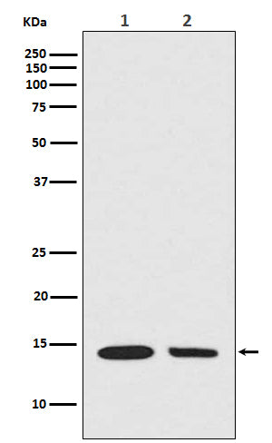 Anti-Histone H2A (hydroxyl Y39) HIST1H2AB Rabbit Monoclonal Antibody Boster Bio