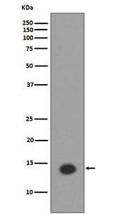 Anti-Histone H2A (acetyl K9) HIST1H2AB Monoclonal Antibody Boster Bio