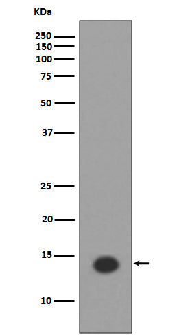 Anti-Histone H2A (acetyl K9) HIST1H2AB Monoclonal Antibody Boster Bio