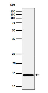 Anti-Histone H2A (mono methyl K118) Rabbit Monoclonal Antibody Boster Bio