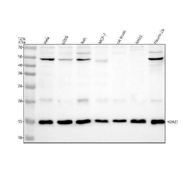 Anti-Histone H2A.Z H2afz Rabbit Monoclonal Antibody Boster Bio