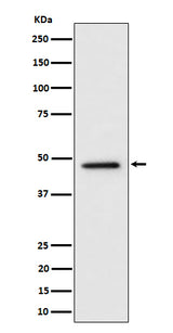 Anti-TOR4A Rabbit Monoclonal Antibody Boster Bio