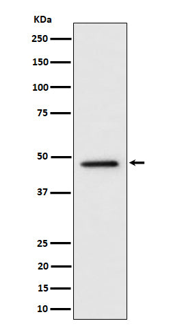 Anti-TOR4A Rabbit Monoclonal Antibody Boster Bio