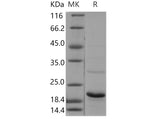 > 85 % as determined by reducing SDS-PAGE.